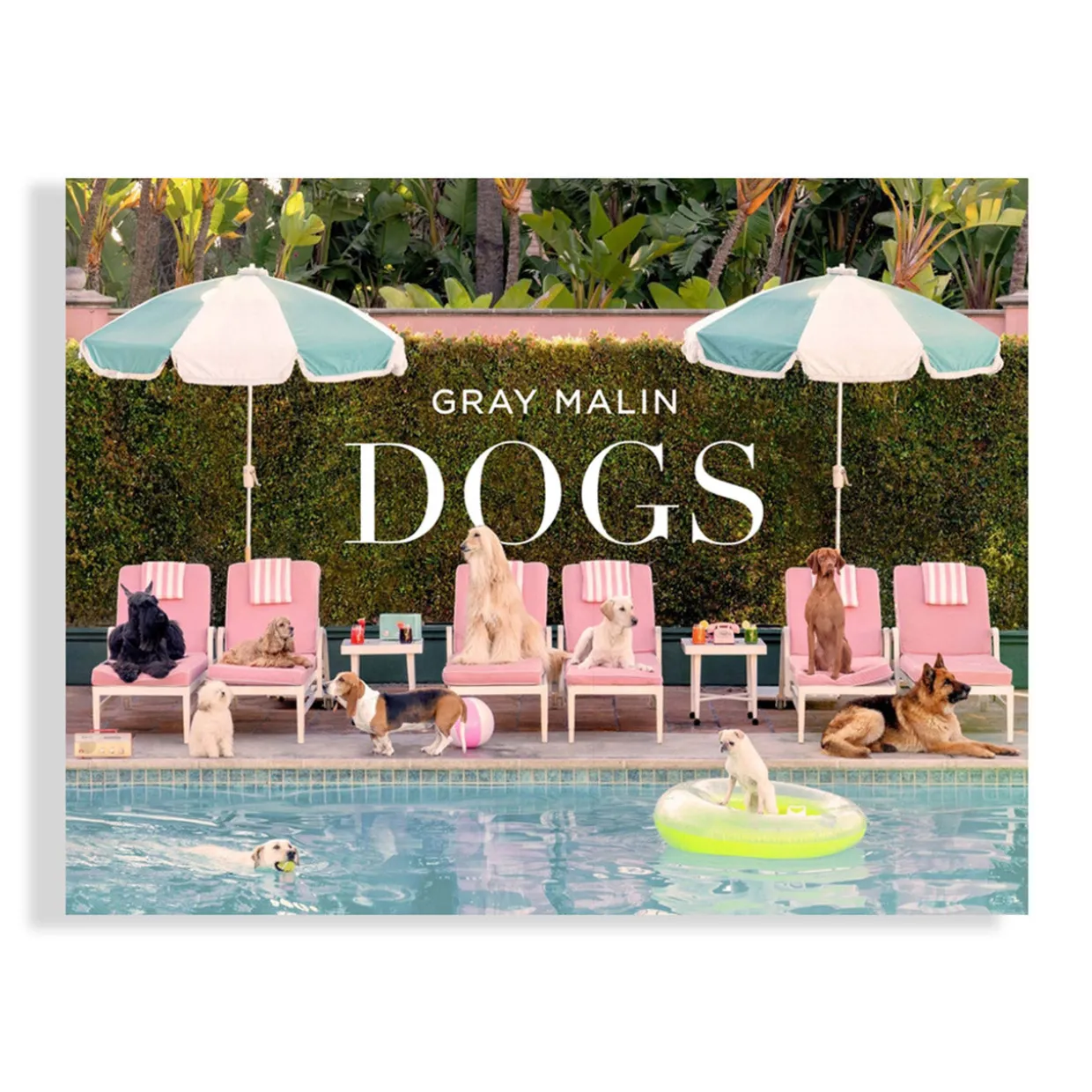Gray Malin: Dogs